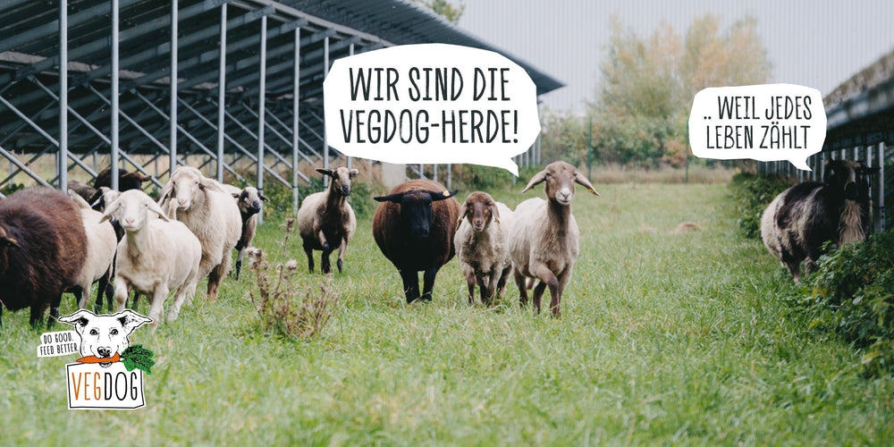 WEIL JEDES LEBEN ZÄHLT: UNSERE SCHAFHERDE