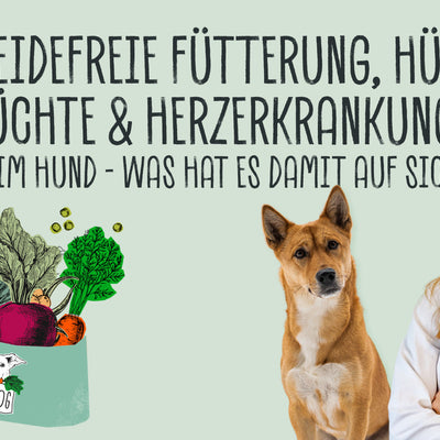 Getreidefreie Fütterung, Hülsenfrüchte und Herzerkrankungen beim Hund – was hat es damit auf sich?