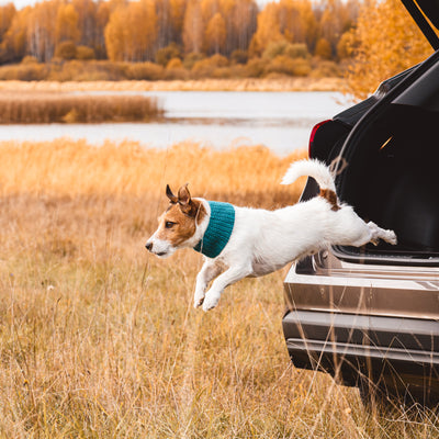 Herbsturlaub mit Hund: Entdecke die schönsten Reiseziele in Europa