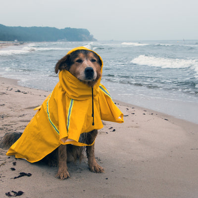 Regenmantel für Hunde: Sinnvoll oder überflüssig?
