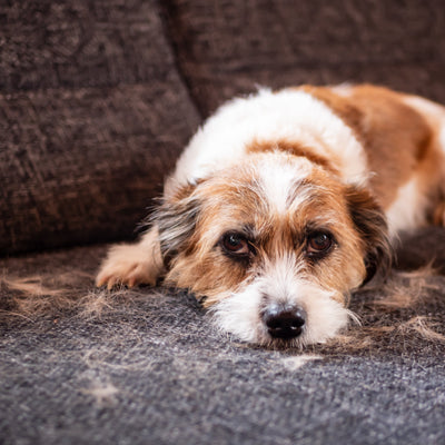 Fellwechsel im Herbst: Warum dein Hund jetzt plötzlich so stark haart