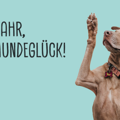 NEUES JAHR, NEUES HUNDEGLÜCK