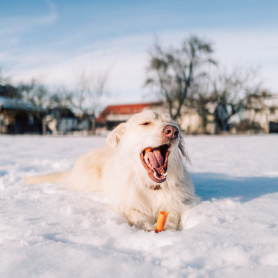 Tipps für deinen Hund im Winter | VEGDOG