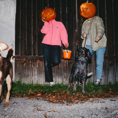 Halloween mit Hund: So wird die Gruselnacht entspannt