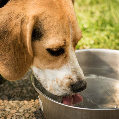 Futterumstellung bei Hunden mit chronischer Nierenerkrankung (CNE)