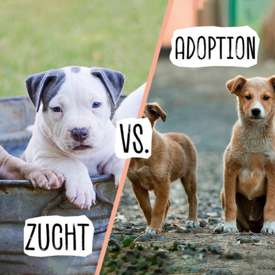 FAMILIENZUWACHS! ADOPTIEREN ODER KAUFEN?
