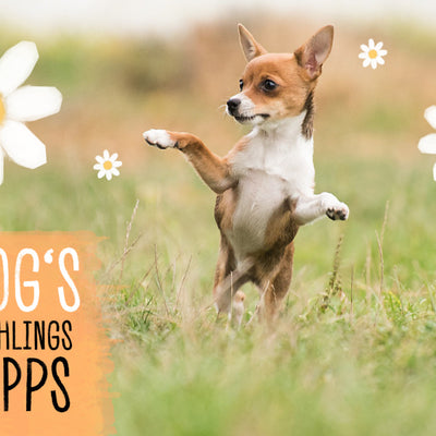 10 VEGDOG FRÜHLINGSTIPPS