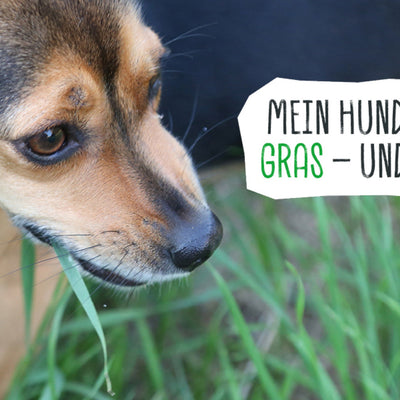 MEIN HUND FRISST GRAS – UND JETZT?