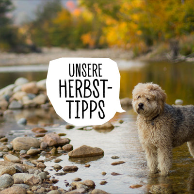 TIPPS FÜR EINEN GOLDENEN HERBST