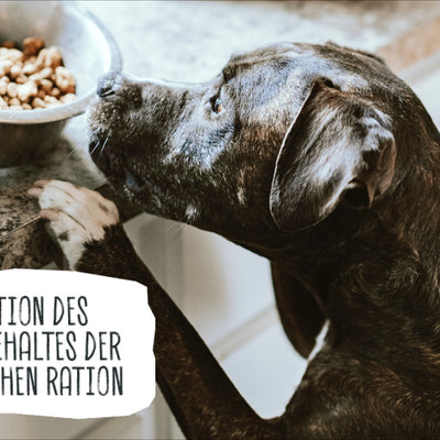 ÜBERGEWICHT BEIM HUND – RICHTIG ABNEHMEN!