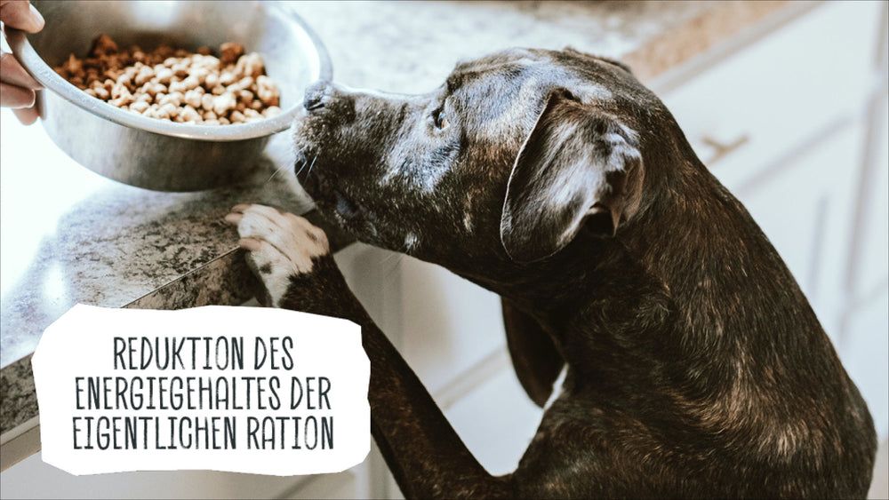 ÜBERGEWICHT BEIM HUND – RICHTIG ABNEHMEN!