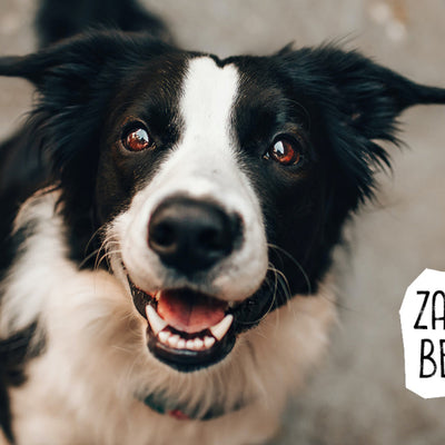 ZAHNPFLEGE BEIM HUND