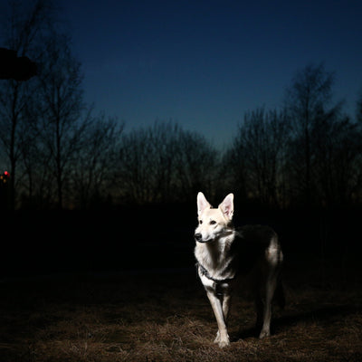 Gassi im Dunkeln: So bleibt dein Hund gut sichtbar