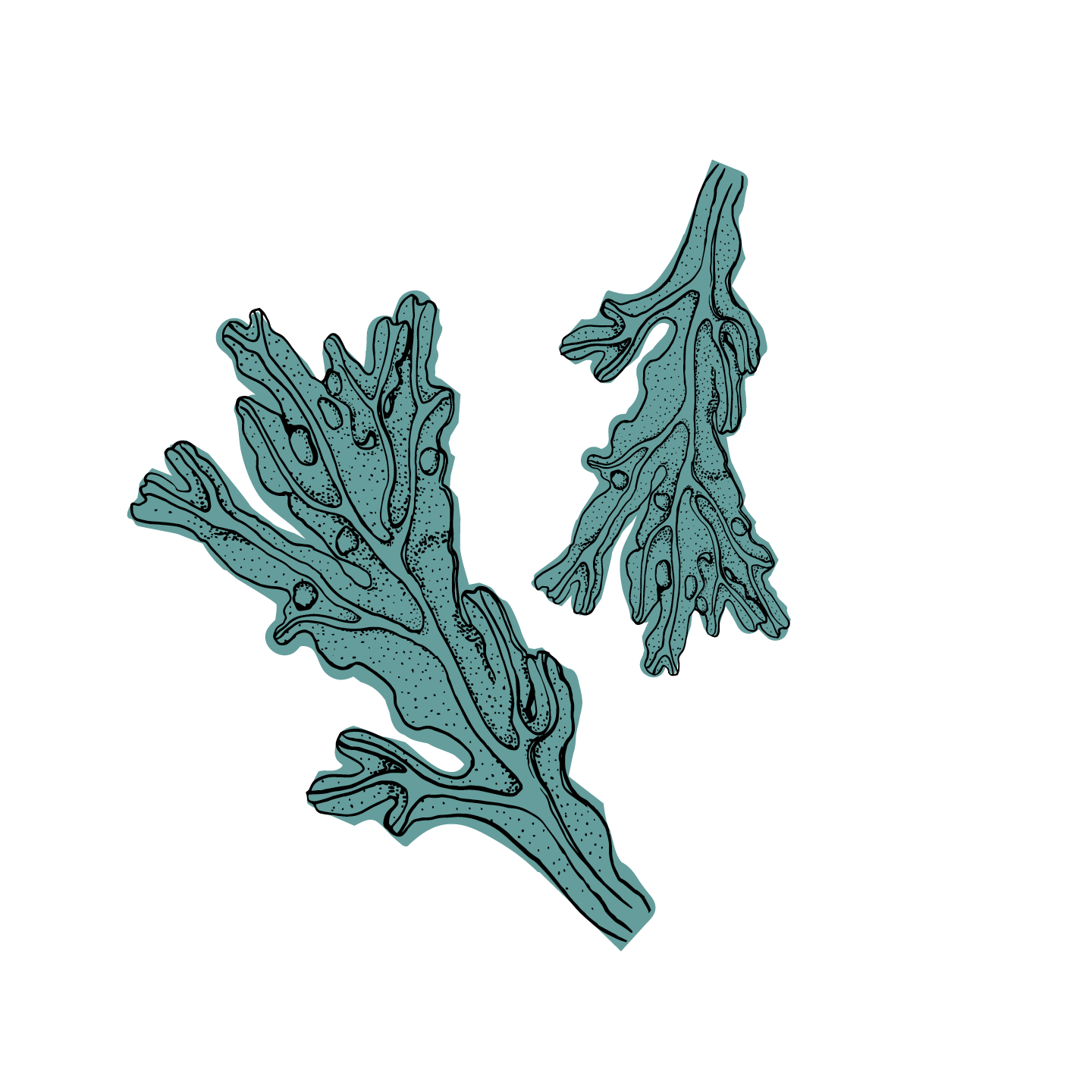 Algae