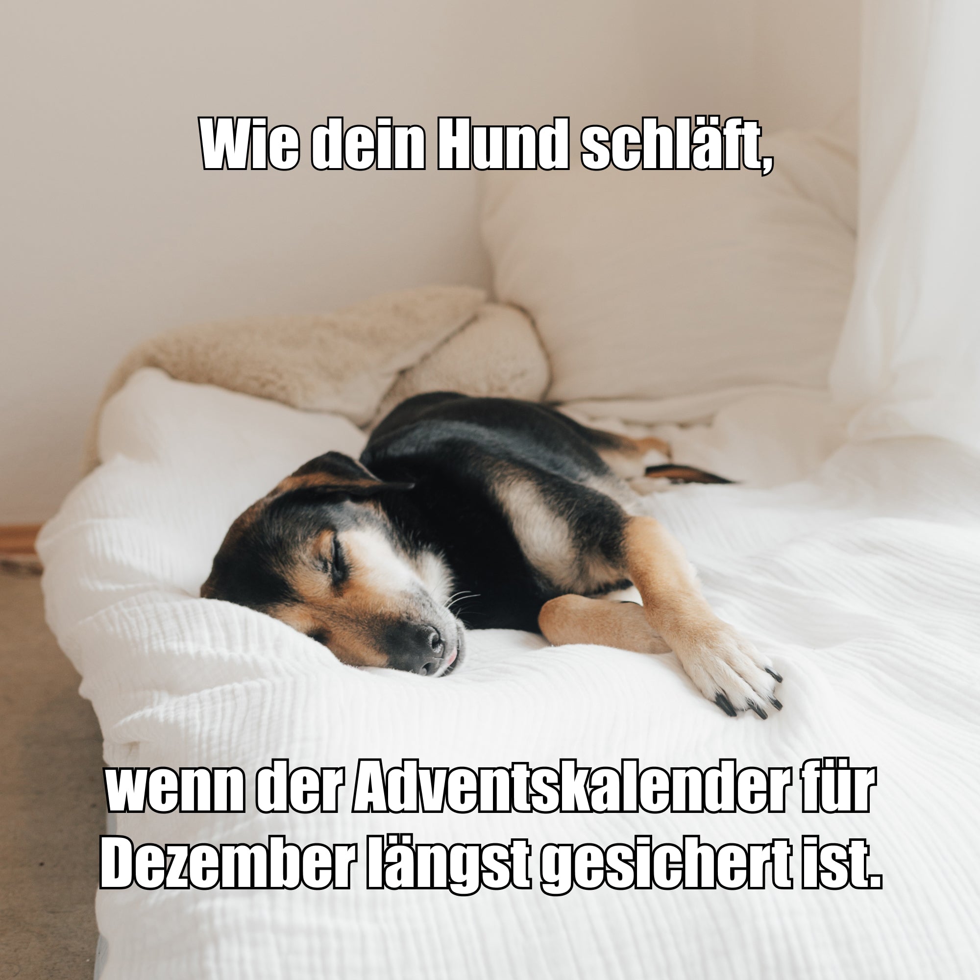 VEGDOG Adventskalender 2026 groß