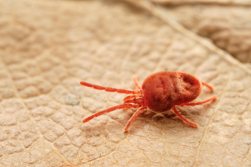 Herbstgrasmilben beim Hund: So erkennst du die kleinen Plagegeister