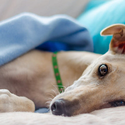 Chronische Darmerkrankung: Was kann ich für meinen Hund tun?