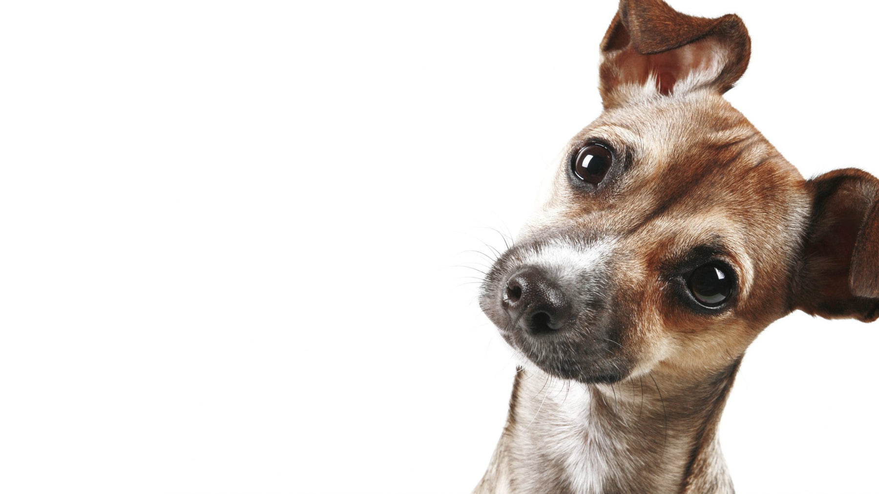 Veganer Hund – Tatsächlich ...