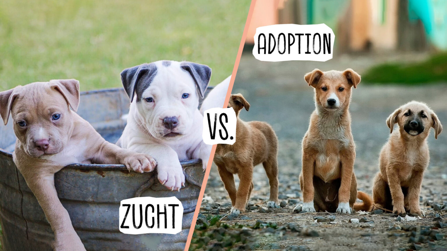 FAMILIENZUWACHS! ADOPTIEREN...