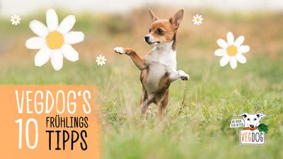 10 VEGDOG FRÜHLINGSTIPPS