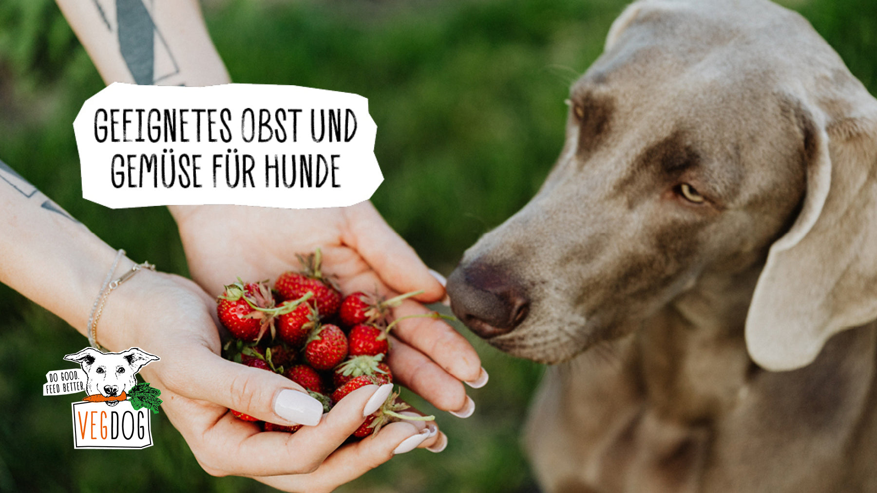 GEEIGNETE LEBENSMITTEL FÜR HUNDE – OBST UND GEMÜSE