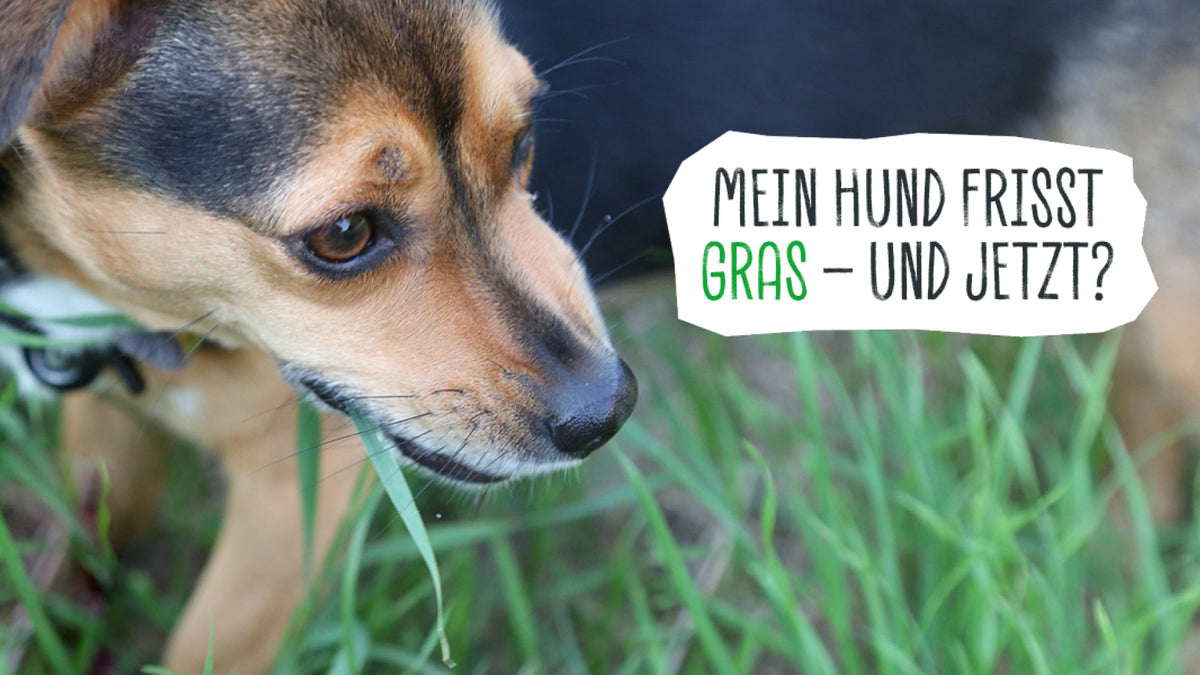 MEIN HUND FRISST GRAS  UND JETZT?