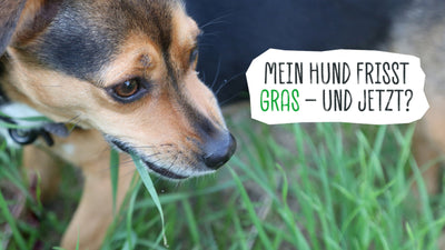 MEIN HUND FRISST GRAS – UND JETZT?