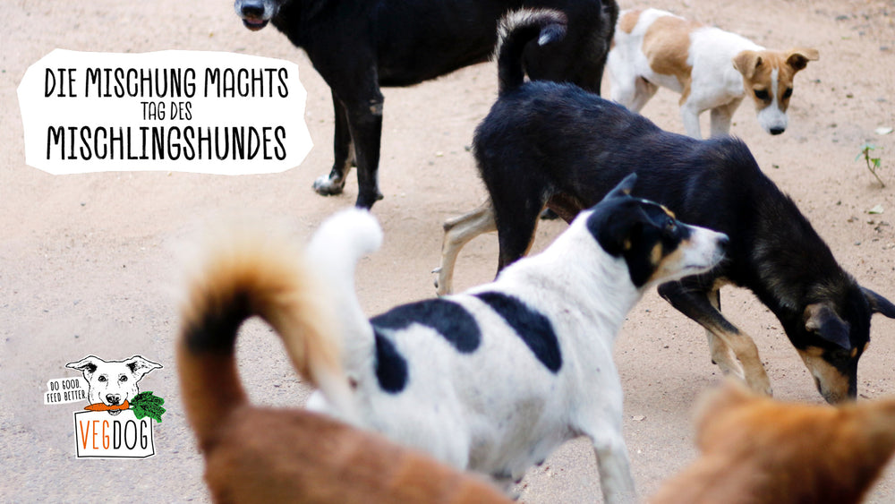 DIE MISCHUNG MACHT’S! – TAG DES MISCHLINGSHUNDES