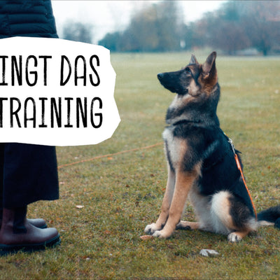 SO GELINGT DAS HUNDETRAINING