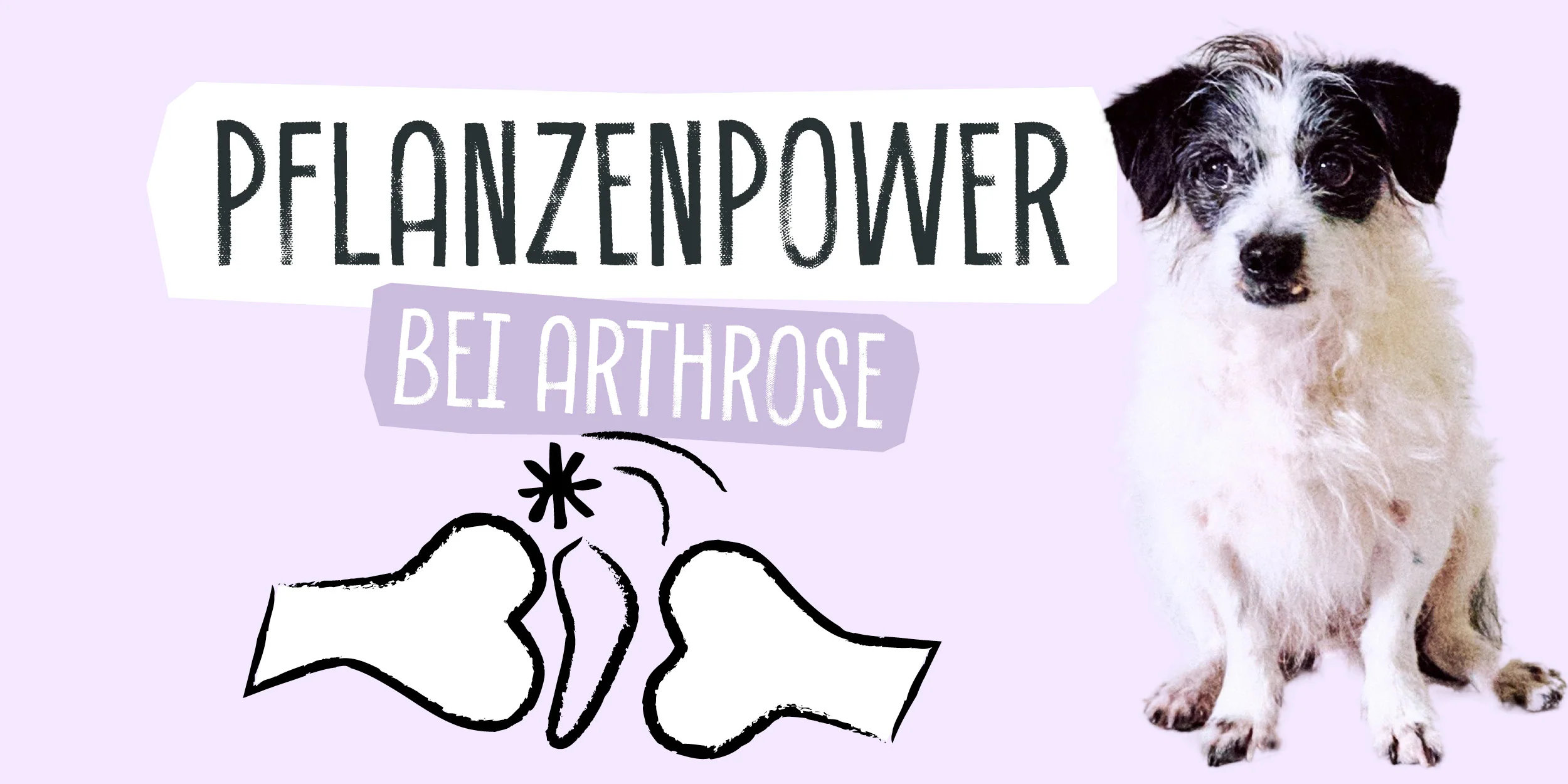 PFLANZENPOWER BEI ARTHROSE