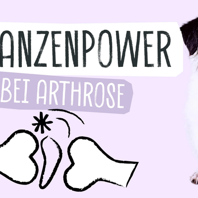 PFLANZENPOWER BEI ARTHROSE