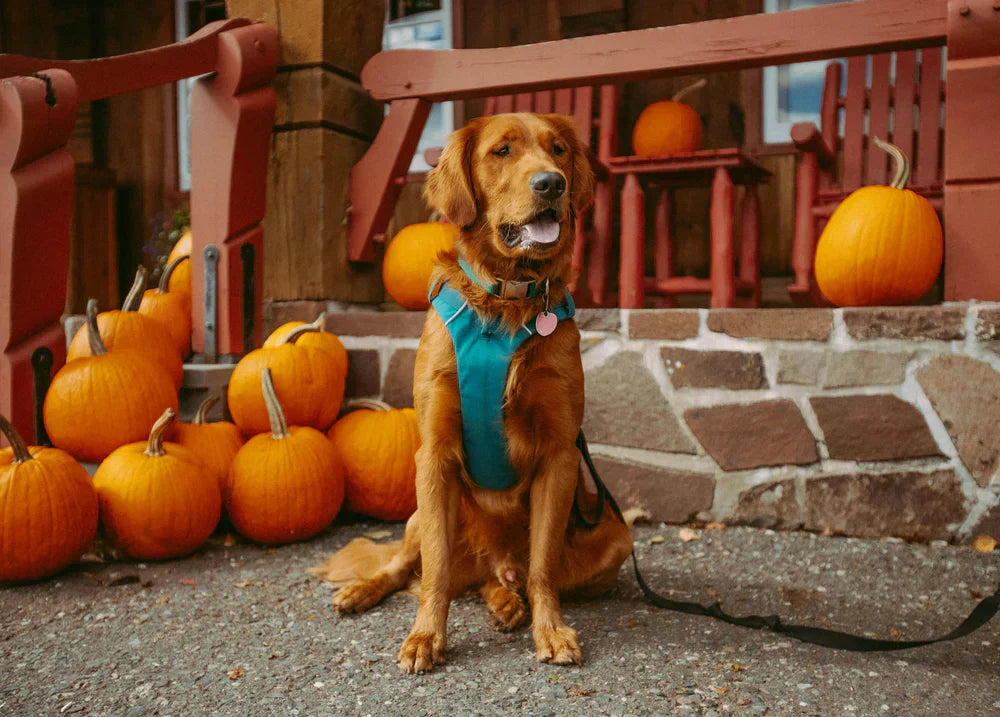 Kürbis für Hunde: Ist das eine gute Idee? | VEGDOG