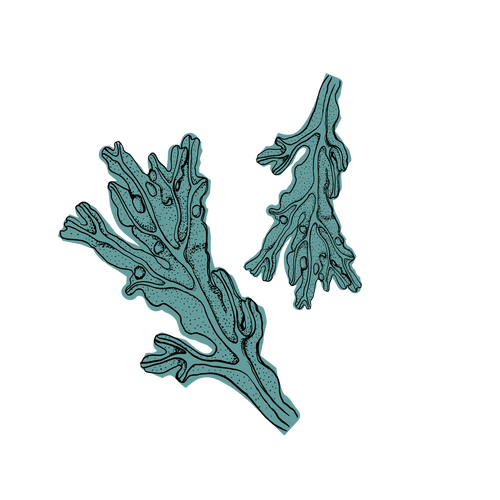 Algae