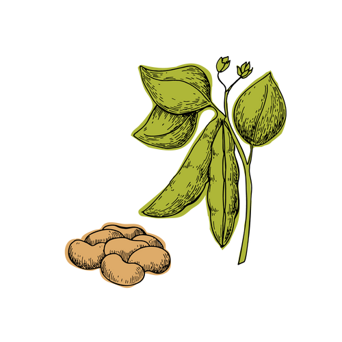 Fava Bean