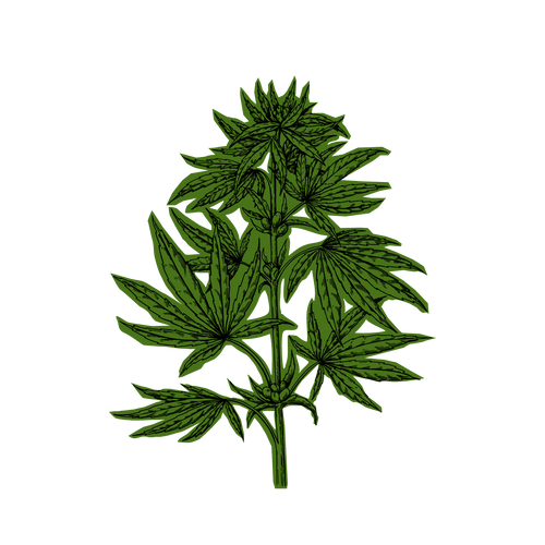 Hemp
