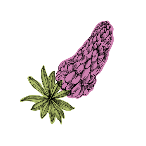 Lupine