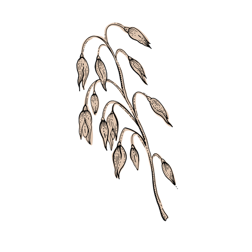 Oats