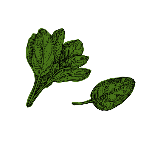 Spinach