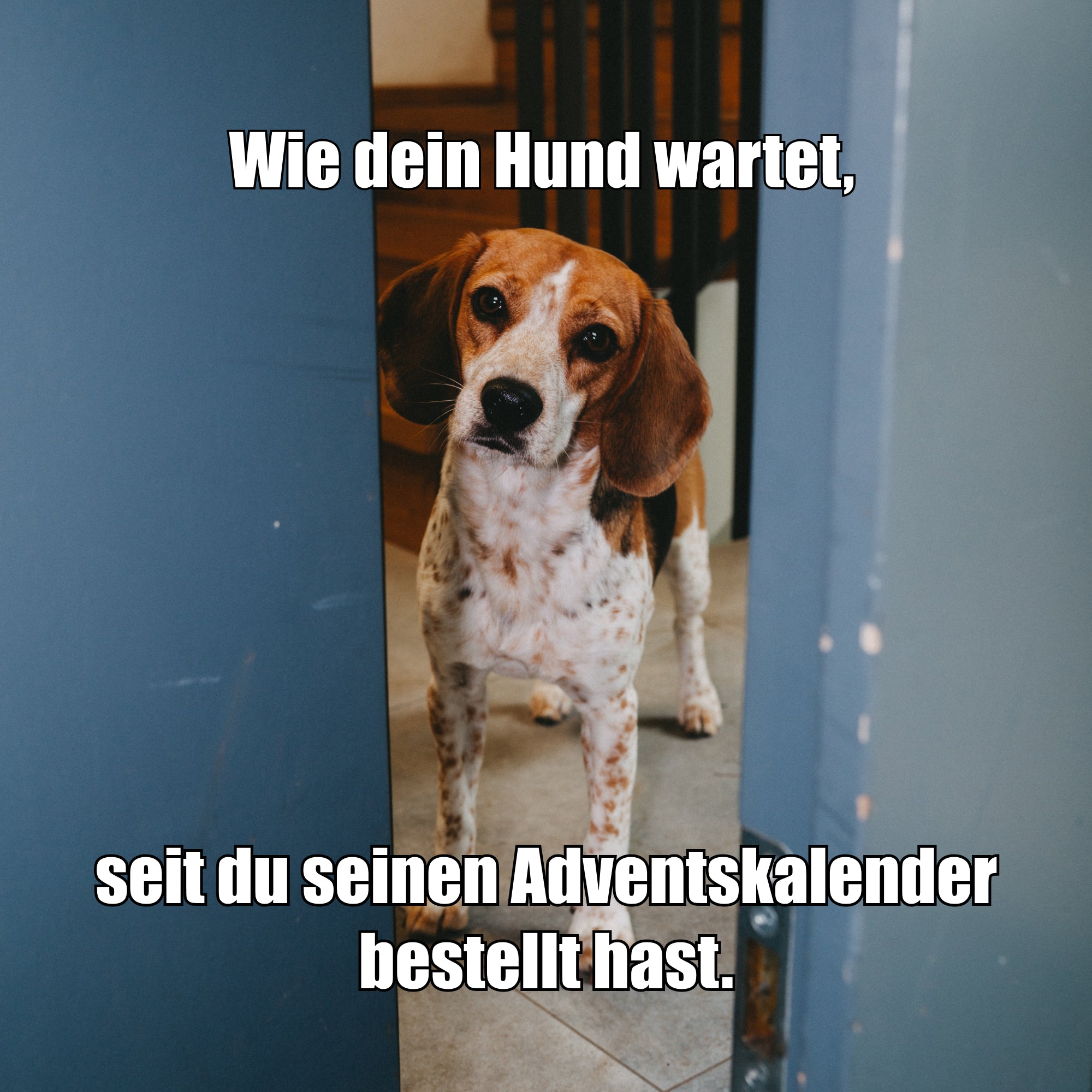VEGDOG Adventskalender 2026 klein